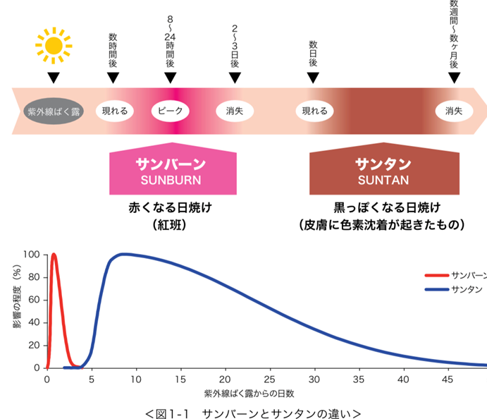 紫外線を正しく知り、十分なスキンケアを！