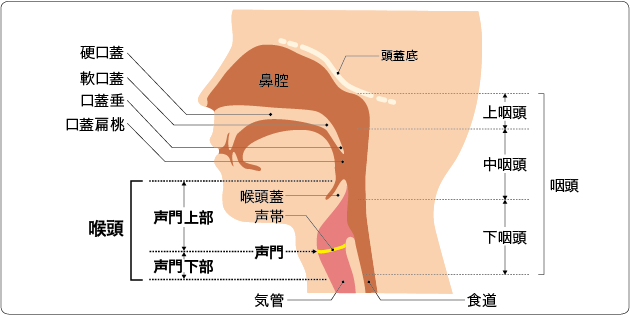 提供：国立がん研究センター　がん情報サービス