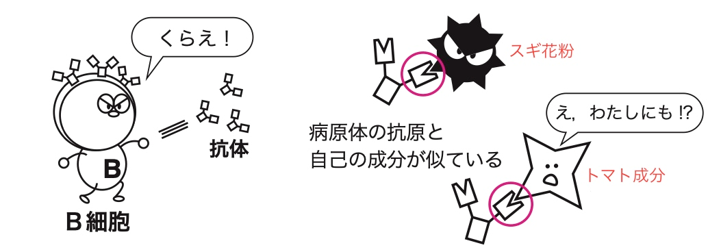 出典：初めの一歩は絵で学ぶ　免疫学　より一部改変