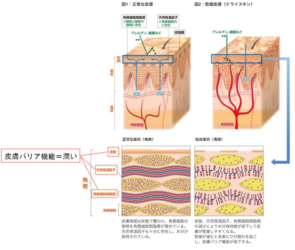 スキンケアについて